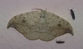 Attēlu rezultāti vaicājumam “Drepana falcataria”