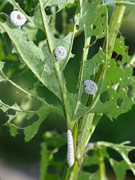 Attēlu rezultāti vaicājumam “Tenthredo scrophulariae exuvia”
