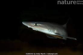 Image result for Mustelus canis