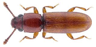 Attēlu rezultāti vaicājumam “Dendrophagus crenatus”