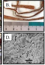 Attēlu rezultāti vaicājumam “Pistillaria sp.”