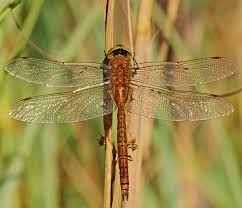 Attēlu rezultāti vaicājumam “Aeshna isoceles”