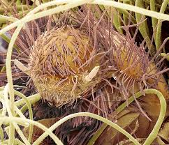 Attēlu rezultāti vaicājumam “Anthrenus sp. larva”
