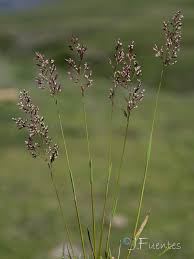 Attēlu rezultāti vaicājumam “Agrostis canina”