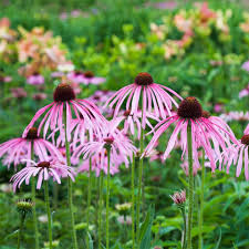 Image result for Echinacea pallida