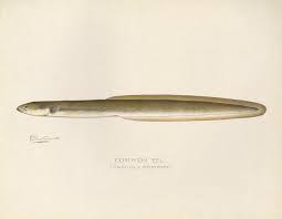 Image result for Anguilla rostrata