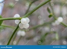 Attēlu rezultāti vaicājumam “Viscum album fruit”