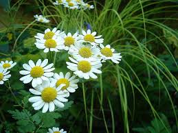 Image result for Tanacetum parthenium 'Tetraweiss'