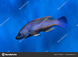 Image result for Labrus mixtus