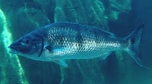 Image result for Lithognathus lithognathus