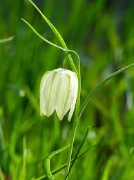 Image result for Heemtuin Rucphen