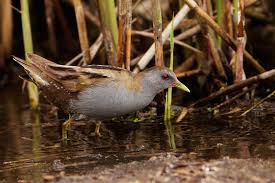Image result for Porzana parva