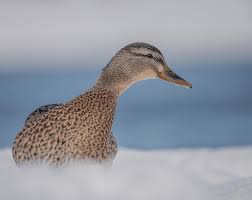 Attēlu rezultāti vaicājumam “Anas platyrhynchos”