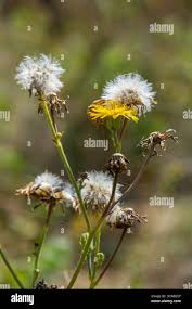 Attēlu rezultāti vaicājumam “Hieracium”