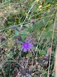 Attēlu rezultāti vaicājumam “Centaurea phrygia”