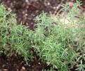 Savory - Plant Encyclopedia - BHG.