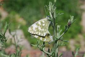 Attēlu rezultāti vaicājumam “Pontia edusa underside”