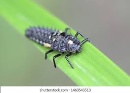 Attēlu rezultāti vaicājumam “Anatis ocellata”