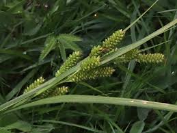 Attēlu rezultāti vaicājumam “Carex pallescens”