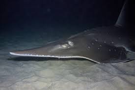 Image result for Rhynchobatus australiae