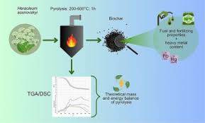 Attēlu rezultāti vaicājumam “Heracleum sosnowskyi fruit”