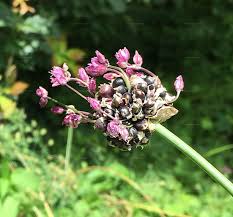 Attēlu rezultāti vaicājumam “Allium scorodoprasum”