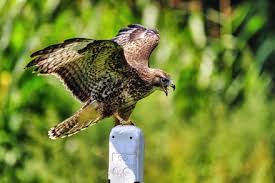 Attēlu rezultāti vaicājumam “Buteo buteo adult”