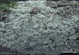 Attēlu rezultāti vaicājumam “Lepraria incana”