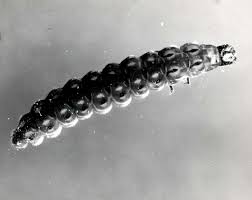 Attēlu rezultāti vaicājumam “Cucujidae”