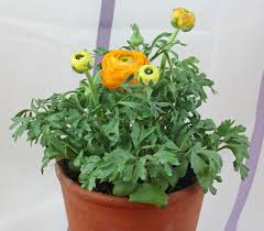 Attēlu rezultāti vaicājumam “Ranunculus elatior leaf”