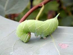 Attēlu rezultāti vaicājumam “Laothoe amurensis”