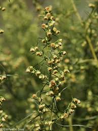 Image result for Artemisia dracunculus