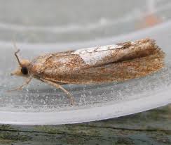 Attēlu rezultāti vaicājumam “Epinotia brunnichana”