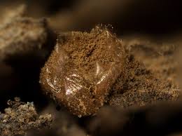 Attēlu rezultāti vaicājumam “Dianema nivale”