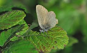 Attēlu rezultāti vaicājumam “Satyrium ilicis”