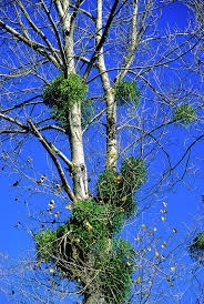 Attēlu rezultāti vaicājumam “Viscum album leaf”