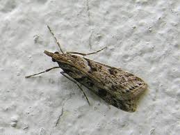 Attēlu rezultāti vaicājumam “Eudonia lacustrata”