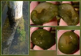 Attēlu rezultāti vaicājumam “Nostoc pruniforme”