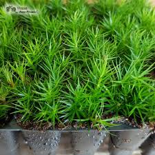 Attēlu rezultāti vaicājumam “Polytrichum formosum”