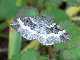 Attēlu rezultāti vaicājumam “Epirrhoe alternata”