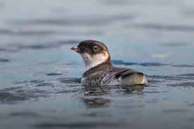 Image result for Synthliboramphus antiquus