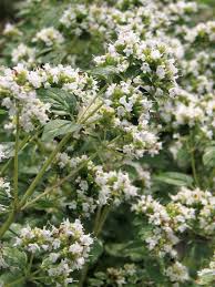 Attēlu rezultāti vaicājumam “Origanum vulgare flower”