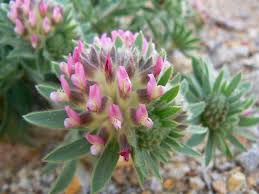 Image result for Anthyllis vulneraria