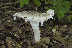 Attēlu rezultāti vaicājumam “Amanita strobiliformis”