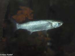 Image result for Chelon labrosus