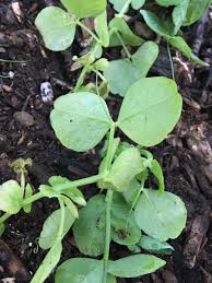 Attēlu rezultāti vaicājumam “Pisum sativum leaf”