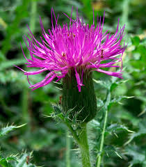 Attēlu rezultāti vaicājumam “Cirsium acaule”