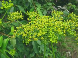 Image result for Pastinaca sativa