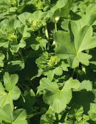 Image result for Alchemilla vulgaris