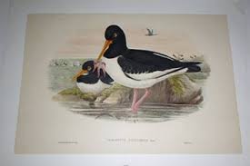 Attēlu rezultāti vaicājumam “Haematopus ostralegus”